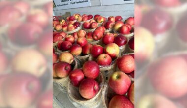 If it's (almost) fall, it must be apple time