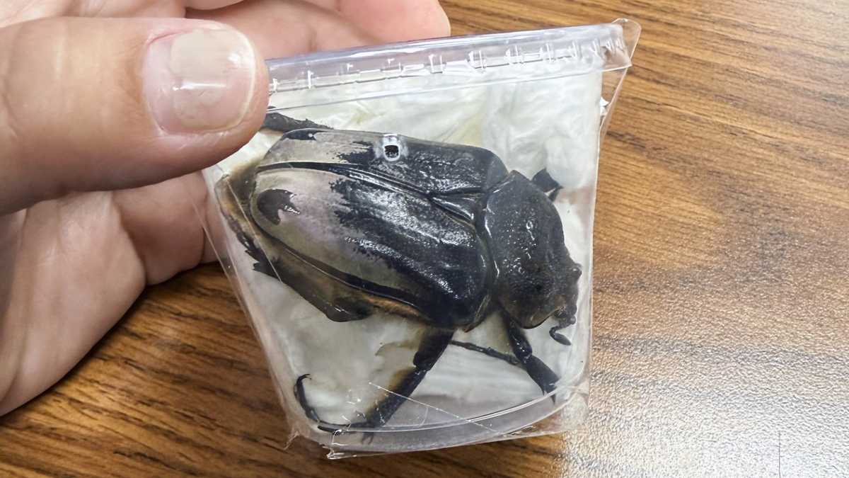 Rare beetles seized in Phila. during smuggling attempt, officials say