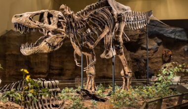 Who Is the New Director of the Carnegie Museum of Natural History?