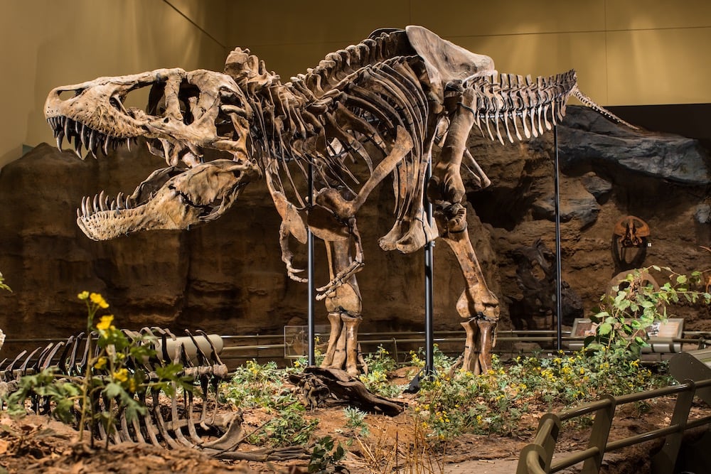Who Is the New Director of the Carnegie Museum of Natural History?