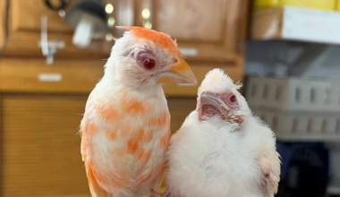 2 albino cardinals rescued in Pennsylvania: 'One of the rarest bird sightings'