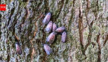 An invasive insect first found in Pennsylvania in 2014 spread across 18 US states; Canada has now confirmed its first spotted lanternfly detection in Windsor, putting grape-growing regions on alert