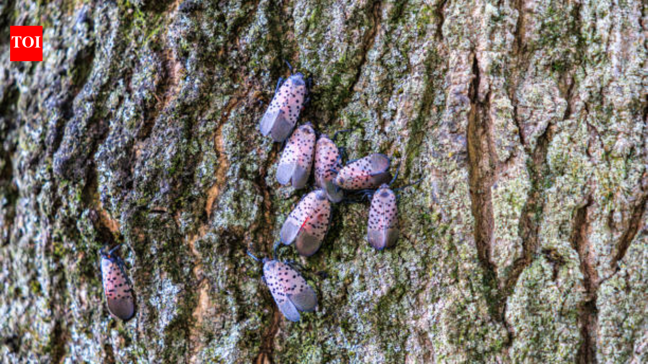 An invasive insect first found in Pennsylvania in 2014 spread across 18 US states; Canada has now confirmed its first spotted lanternfly detection in Windsor, putting grape-growing regions on alert