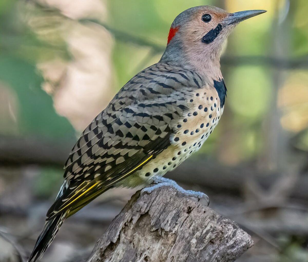 Bird of the Month: Northern Flicker
