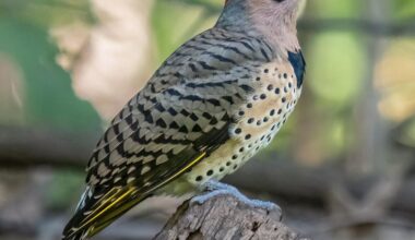 Bird of the Month: Northern Flicker