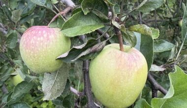 Tree Talk: The Apple Tree