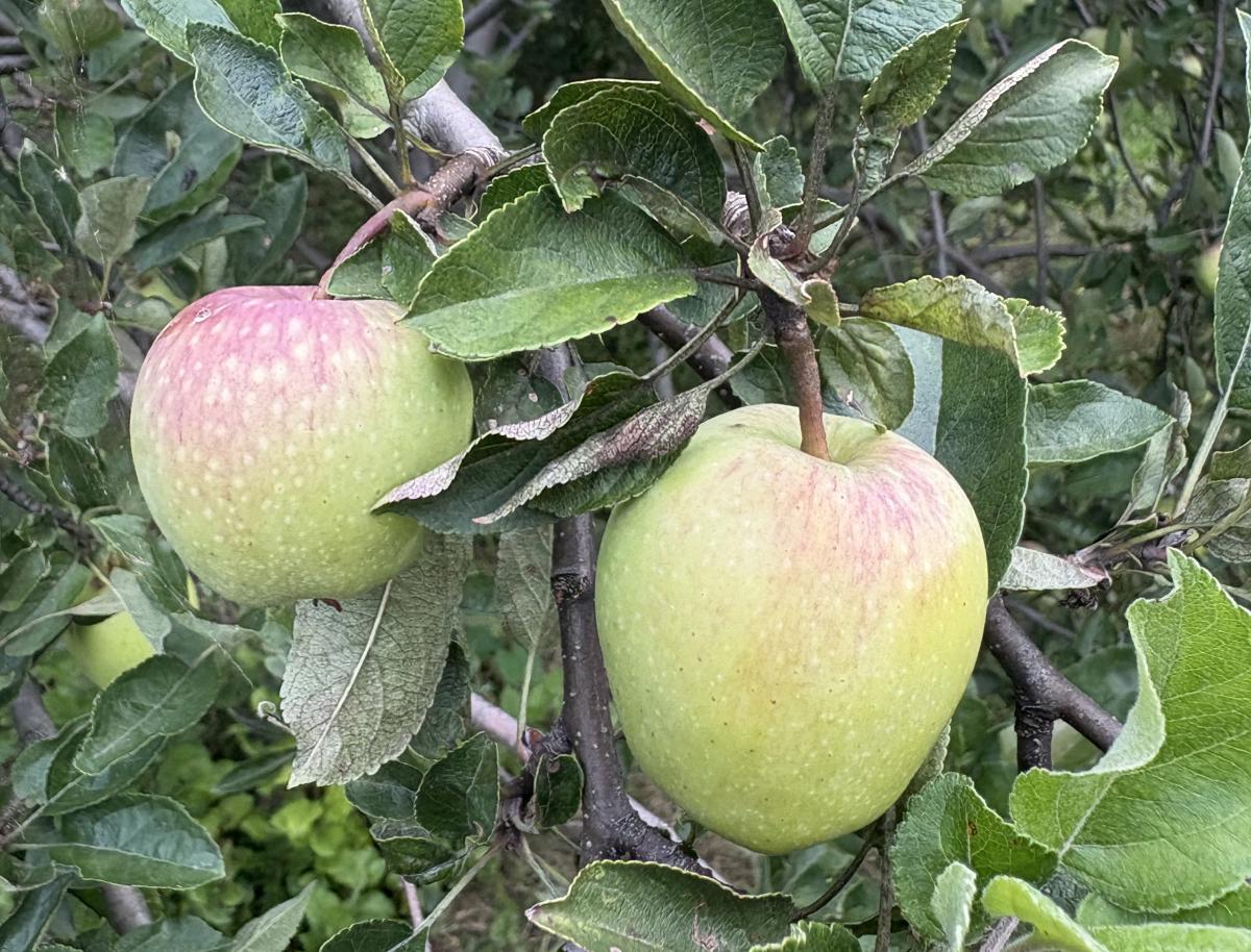 Tree Talk: The Apple Tree