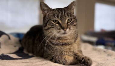 Spotlight on adoptable pets in the Lehigh Valley