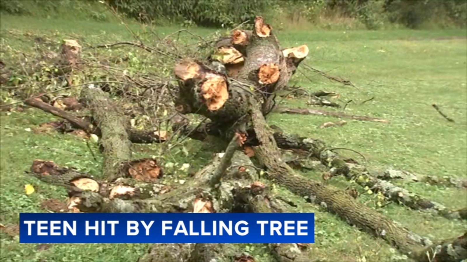 Parkland High School cross-country runner critically injured by falling tree at practice in Allentown