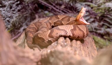 Snakes in Pa., including its 3 venomous species, really just want to be left alone