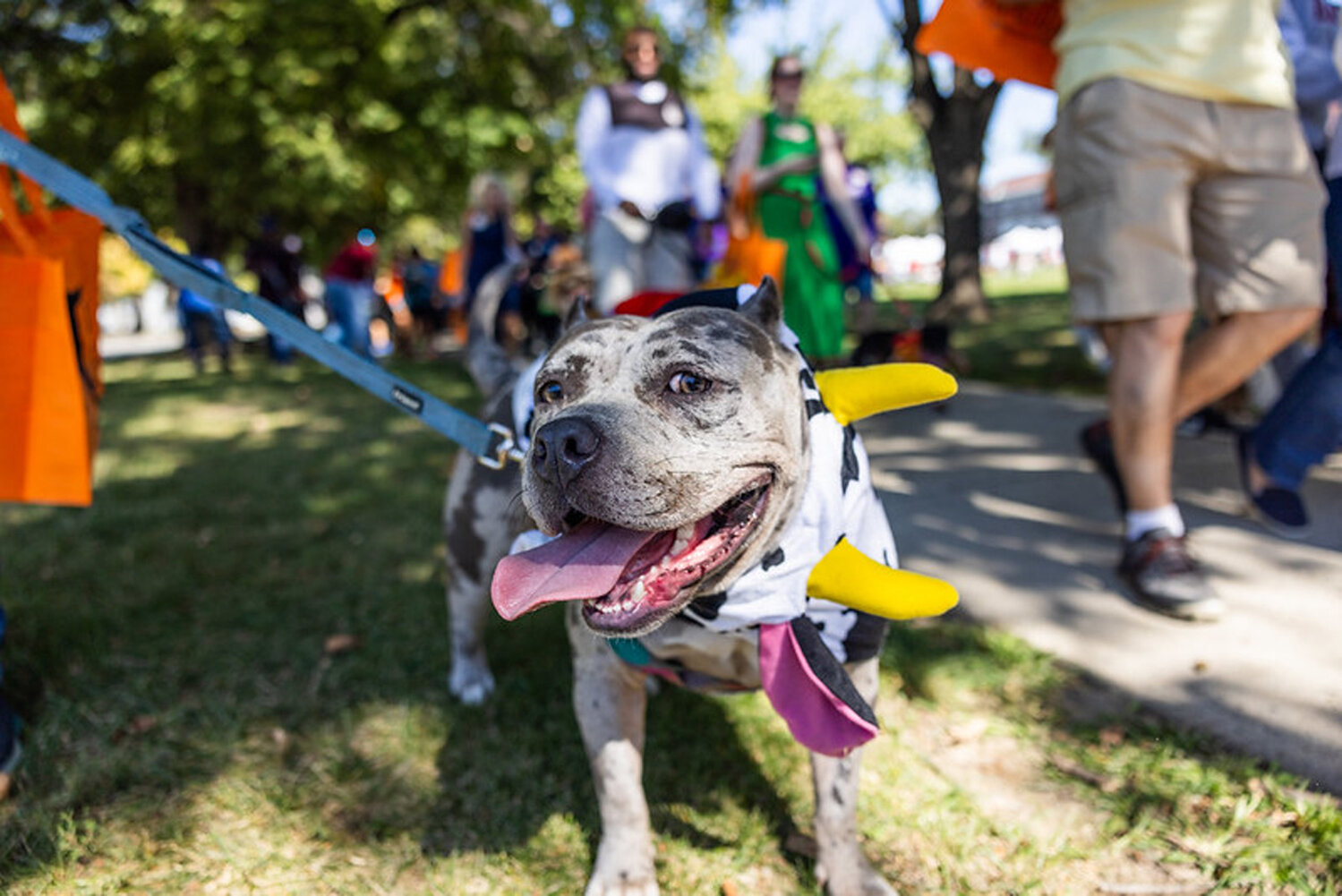 The 20th Annual Mutt Strut is set for Saturday, Oct. 3, 2026.