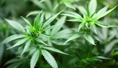 Pennsylvania audit finds problems with medical marijuana oversight