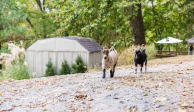 An Airbnb farmstay in Lancaster County. The short-term rental company is recruiting more Pennsylvania farms to host visitors.