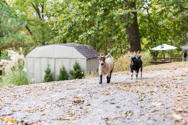 An Airbnb farmstay in Lancaster County. The short-term rental company is recruiting more Pennsylvania farms to host visitors.