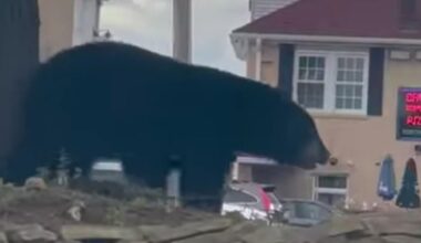 Multiple black bear sightings reported in Bethlehem Township, some near St. Luke's | Lehigh Valley Regional News