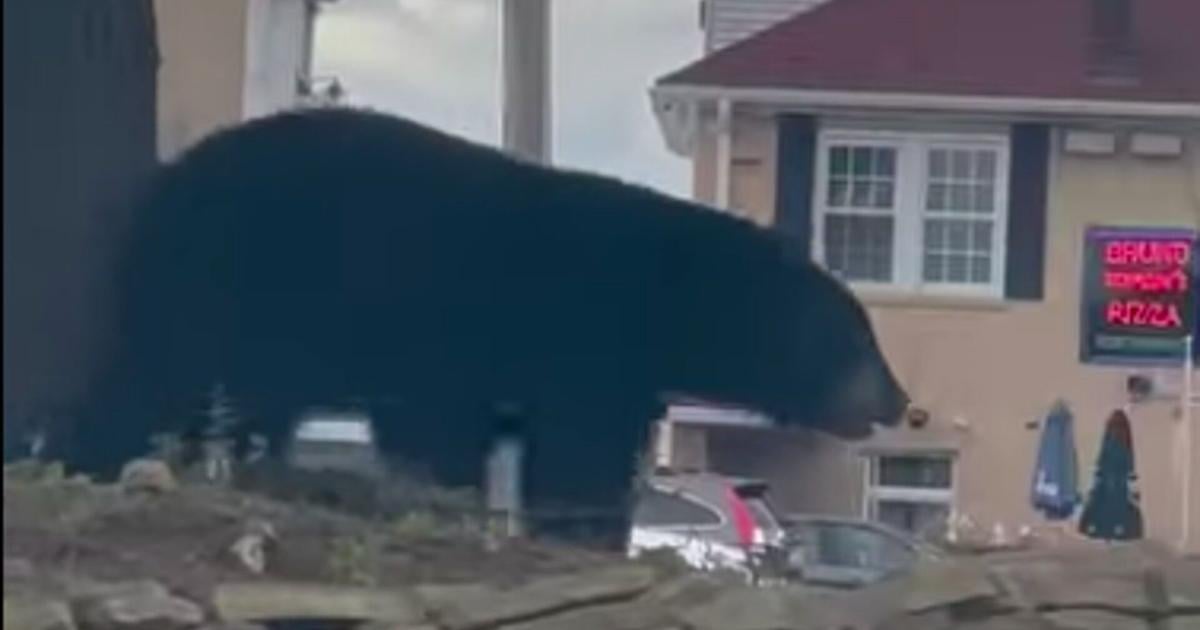 Multiple black bear sightings reported in Bethlehem Township, some near St. Luke's | Lehigh Valley Regional News
