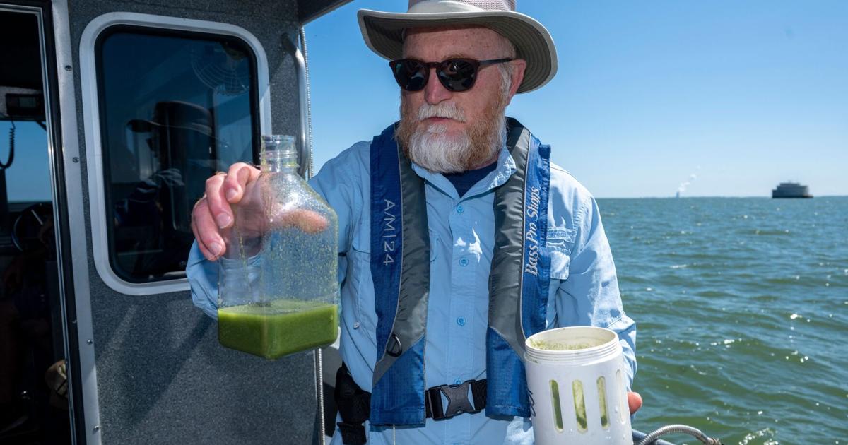 Algae blooms' toxins are dangerous to touch. But what about to breathe? | News