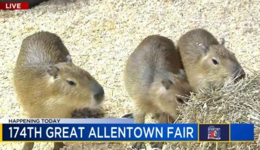 Capybaras, camels, cows: Great Allentown Fair featuring cuddly creatures, highlights agriculture | Entertainment News