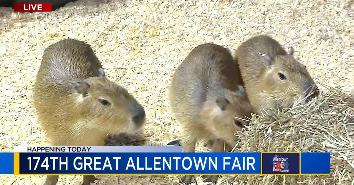 Capybaras, camels, cows: Great Allentown Fair featuring cuddly creatures, highlights agriculture | Entertainment News