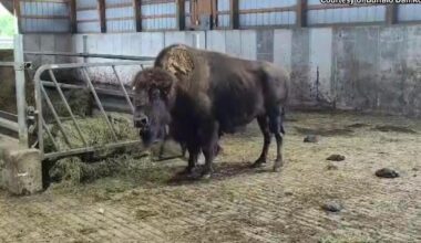 Long Island Lucy Makes it to Her New Home in Edinboro | News