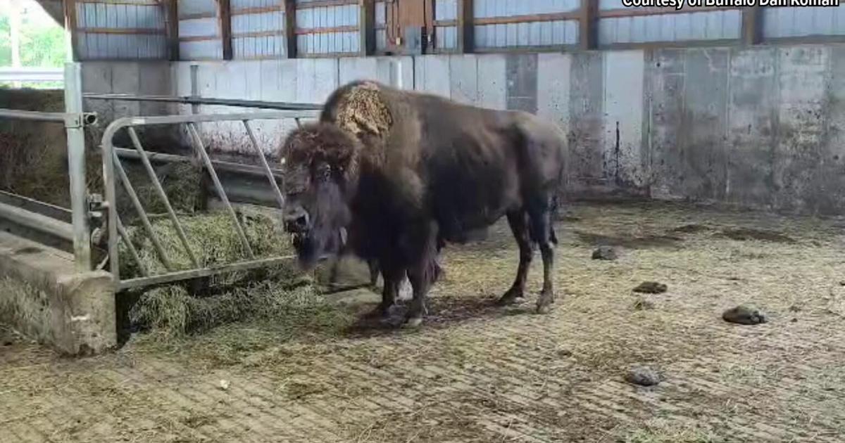Long Island Lucy Makes it to Her New Home in Edinboro | News