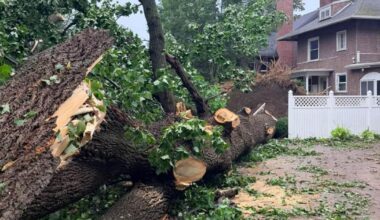 Couple's Wedding Plans Nearly Derailed by Storm-Damaged Tree | Local News
