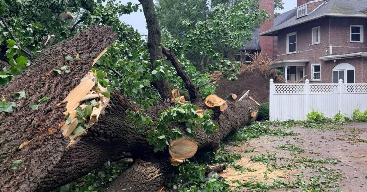 Couple's Wedding Plans Nearly Derailed by Storm-Damaged Tree | Local News