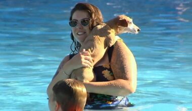 Dogs take dip in West Reading Pool to close out season | Berks Regional News