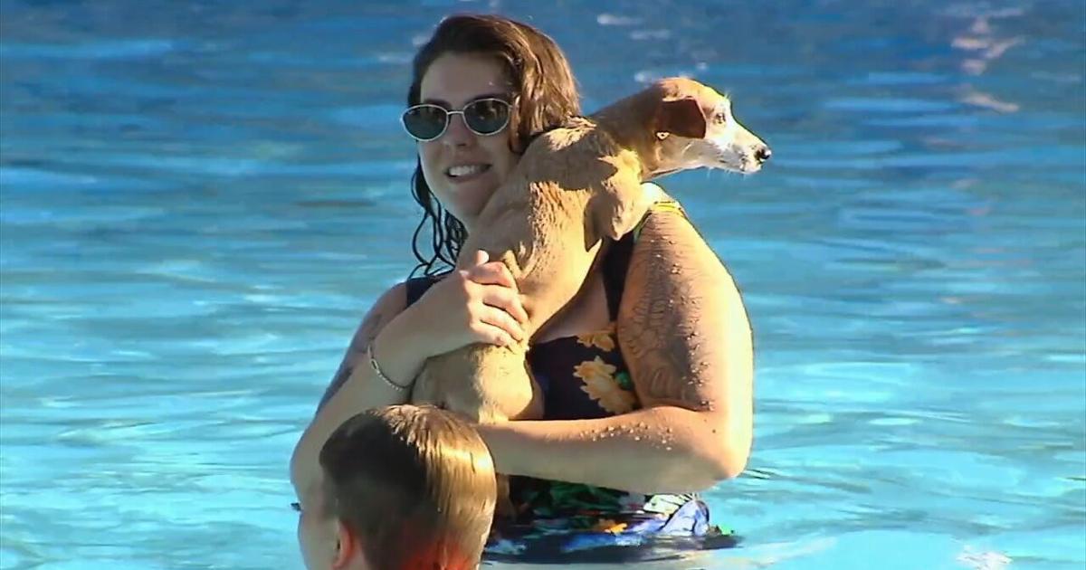 Dogs take dip in West Reading Pool to close out season | Berks Regional News