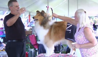 Aiming for top dog: Macungie Memorial Park welcomes annual dog show | Lehigh Valley Regional News