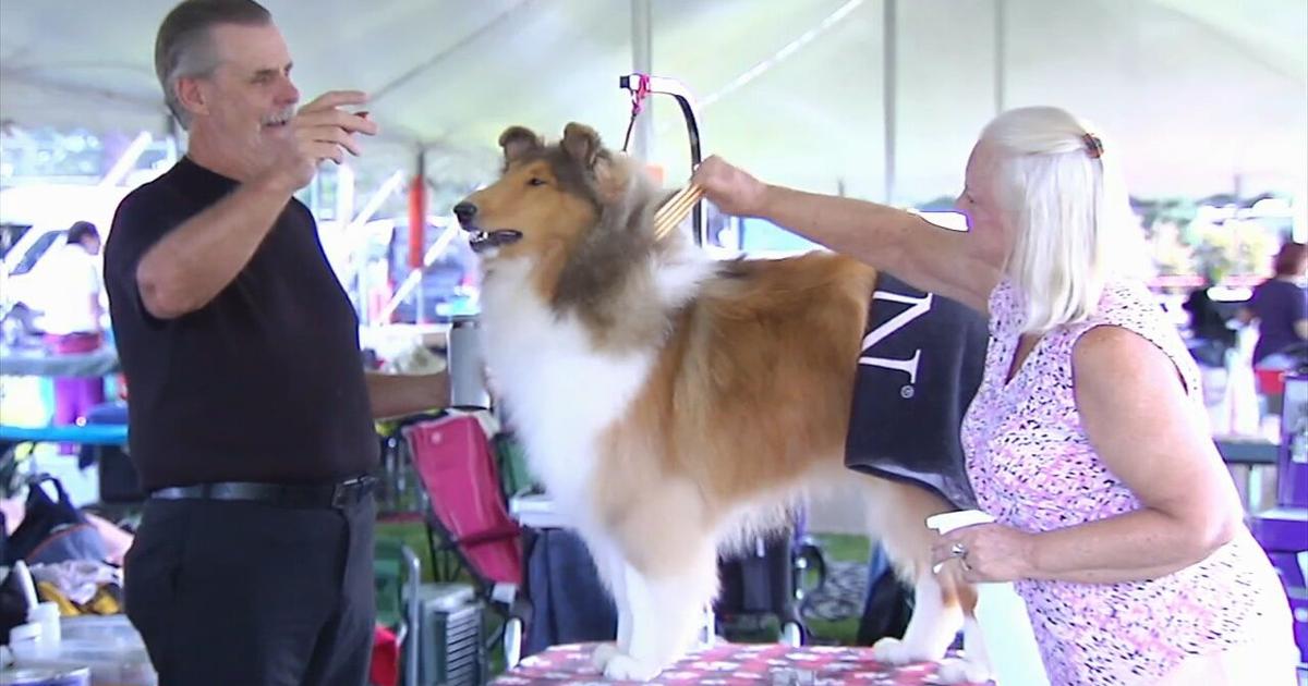 Aiming for top dog: Macungie Memorial Park welcomes annual dog show | Lehigh Valley Regional News