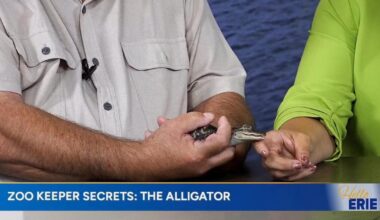 Hello Erie: behind the scenes with zookeeper secrets Roz | Hello Erie