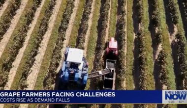 Local Grape Farmer Sells Vineyard Acreage After Refresco Contracts Canceled | News