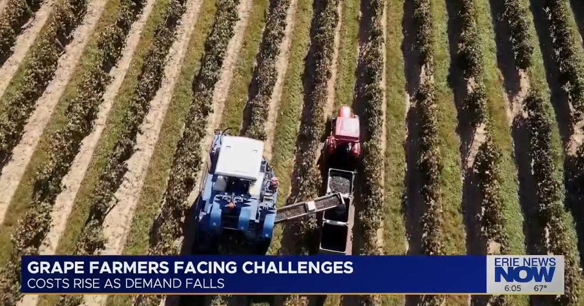 Local Grape Farmer Sells Vineyard Acreage After Refresco Contracts Canceled | News