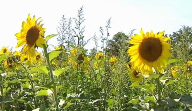 Make a Difference Monday: A field of 100,000 sunflowers — and a maze built to ease your mind | Make A Difference Monday