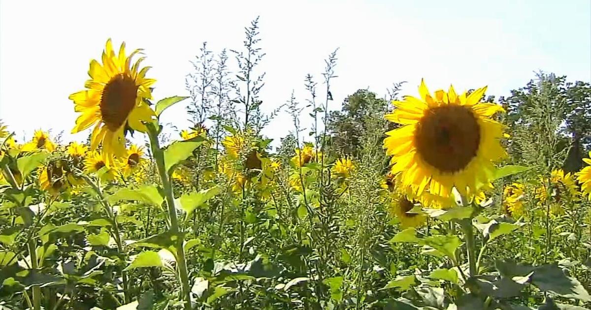 Make a Difference Monday: A field of 100,000 sunflowers — and a maze built to ease your mind | Make A Difference Monday