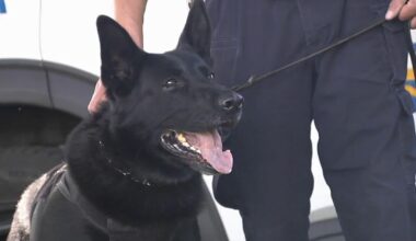 Allentown’s K9 unit sniffs its way to recognition by the US Postal Inspection Service | Allentown Area
