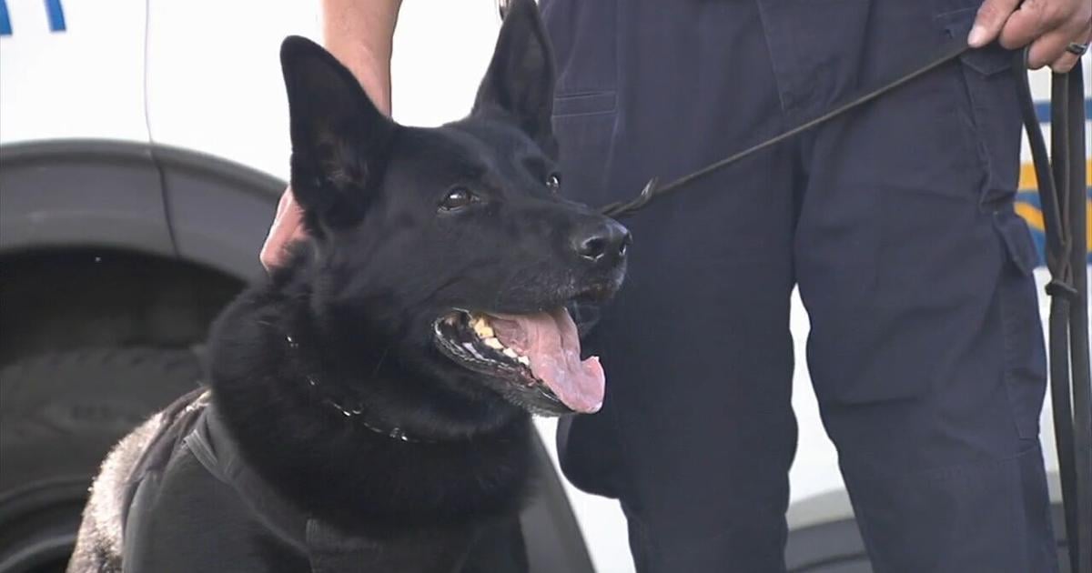 Allentown’s K9 unit sniffs its way to recognition by the US Postal Inspection Service | Allentown Area