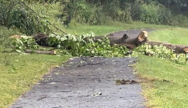 Tree falls on young male in Lehigh Valley Parkway | Lehigh Valley Regional News