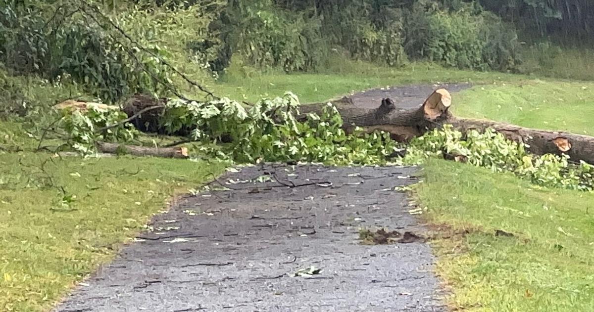 Tree falls on young male in Lehigh Valley Parkway | Lehigh Valley Regional News