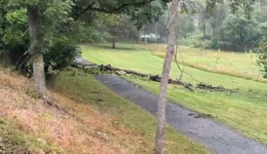 Árbol cae sobre un menor en Allentown | Noticias