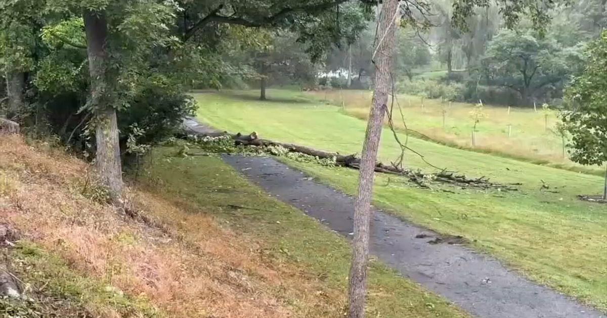 Árbol cae sobre un menor en Allentown | Noticias