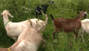 Goats clear invasive plants at Frick Park to make room for native trees