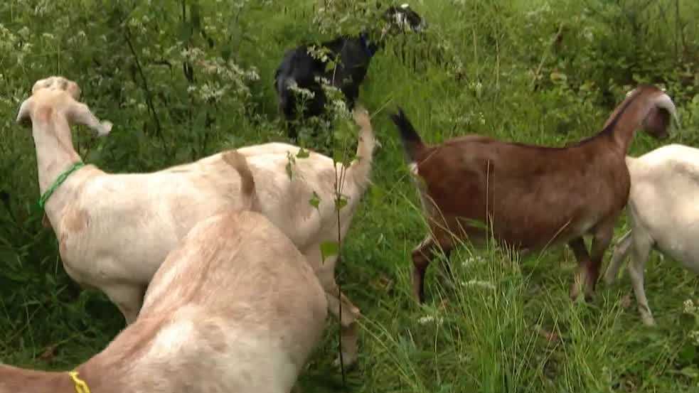 Goats clear invasive plants at Frick Park to make room for native trees
