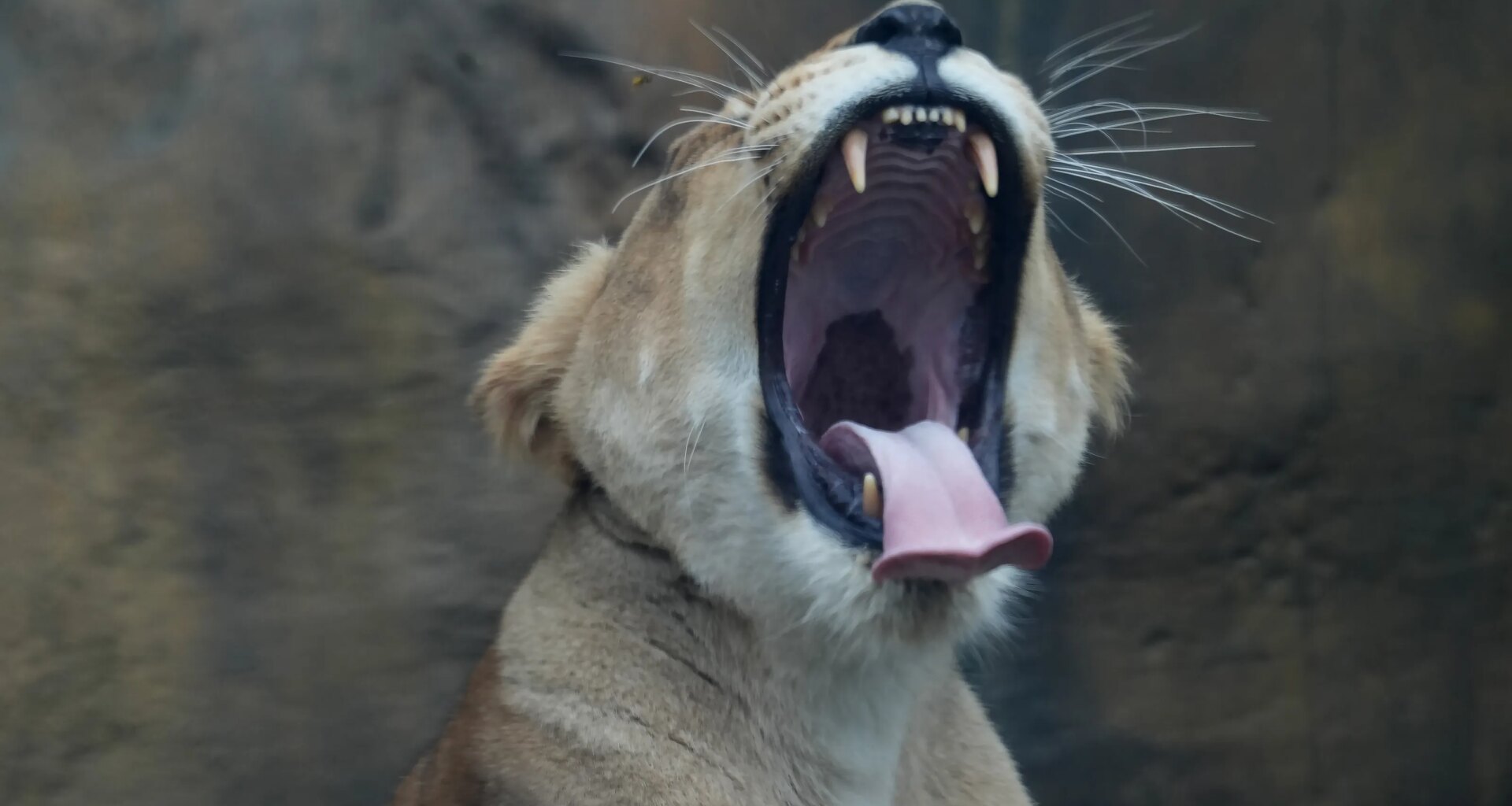 The ambitious plan that could reshape the Erie Zoo