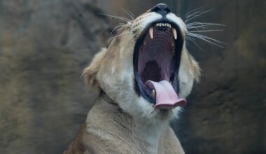 The ambitious plan that could reshape the Erie Zoo