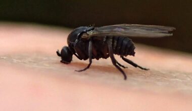 Gnats N'at: How Pittsburghers can keep the annoying bugs out of their homes
