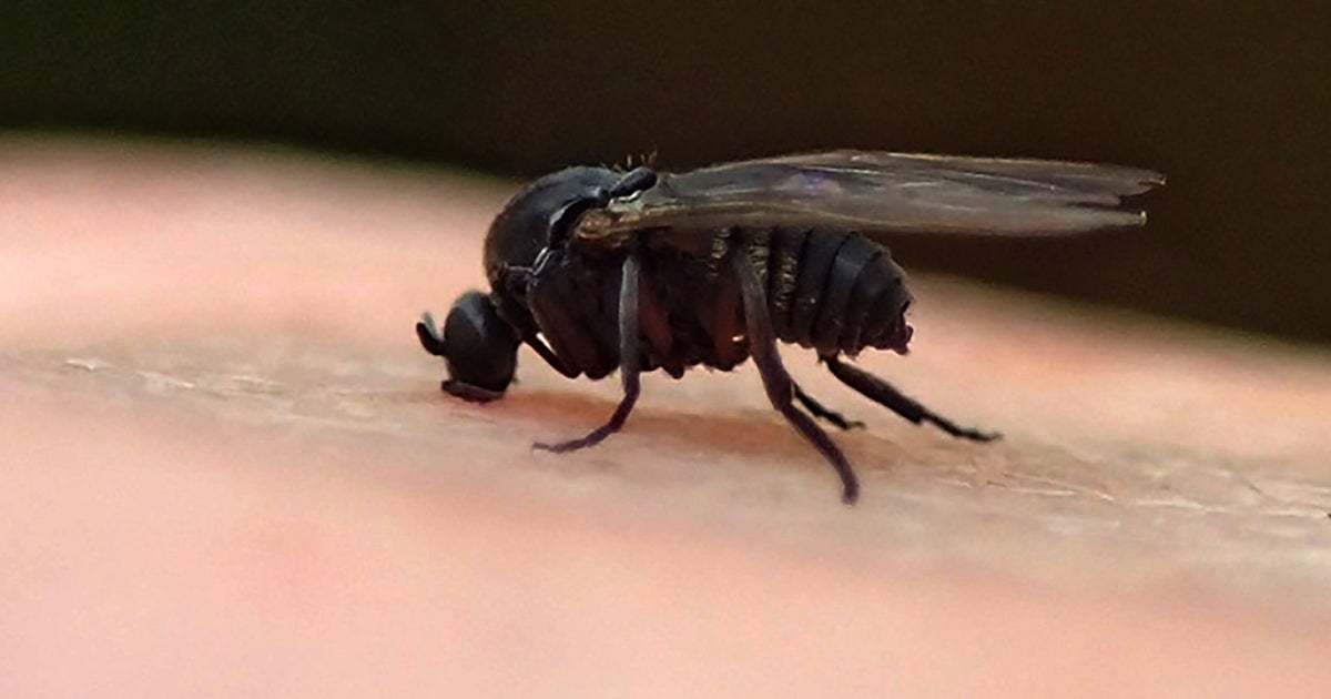 Gnats N'at: How Pittsburghers can keep the annoying bugs out of their homes