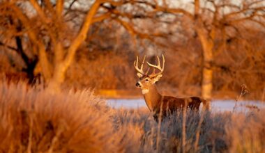 Pennsylvania's hunting license sales down so far this year