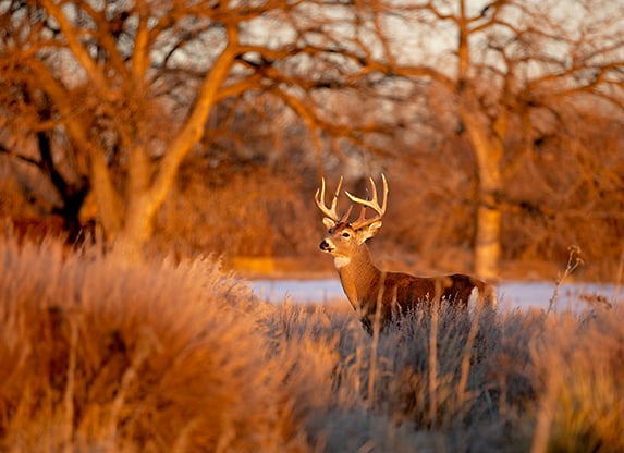 Pennsylvania's hunting license sales down so far this year